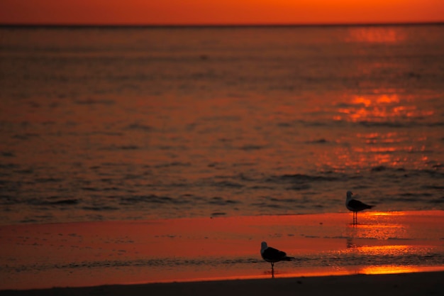 Magnifico tramonto nel paesaggio costiero