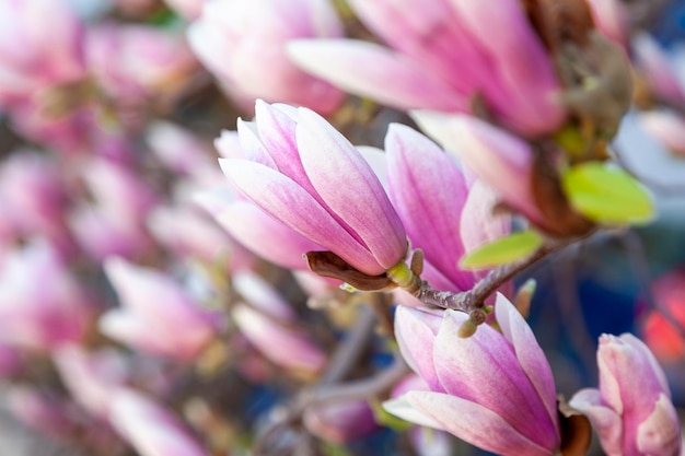 Magnolia albero in fiore