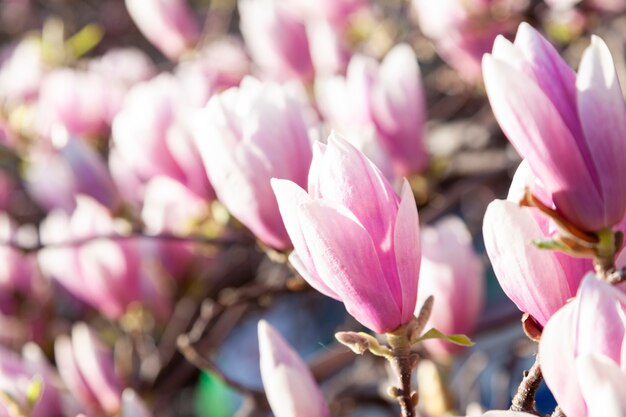 Magnolia albero in fiore