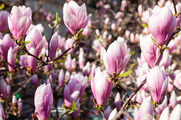 Magnolia albero in fiore