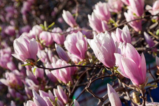 Magnolia albero in fiore