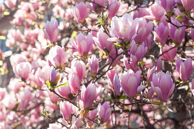 Magnolia albero in fiore