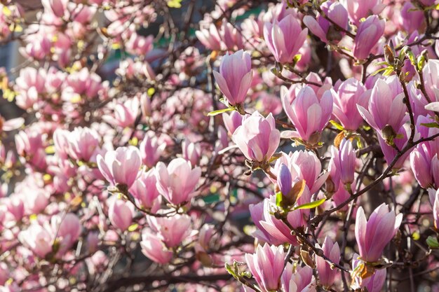 Magnolia albero in fiore