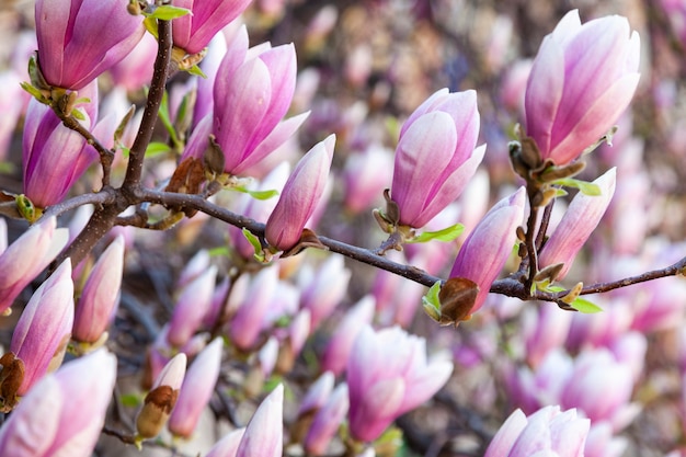 Magnolia albero in fiore