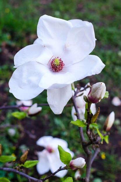 Magnolia bianca in giardino