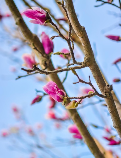 Magnolia che fiorisce in primavera