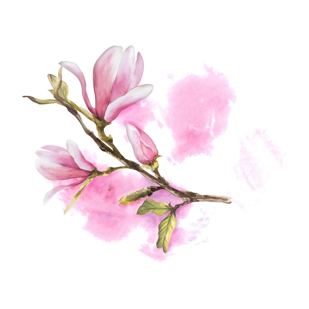 Magnolia fiore rosa acquerello disegnato a mano illustrazione isolato sfondo bianco con macchie rosa