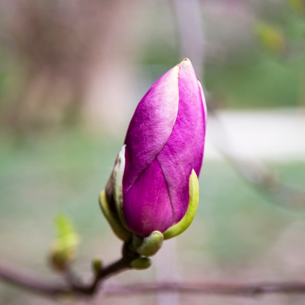 Magnolia fiore rosa fiori di albero, primo piano ramo