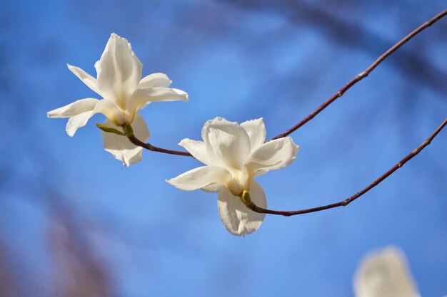 Magnolia grande bianca