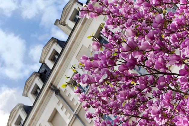 Magnolia in città