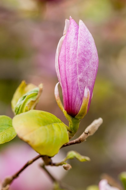 Magnolia in fiore a macroistruzione su un ramo del primo piano