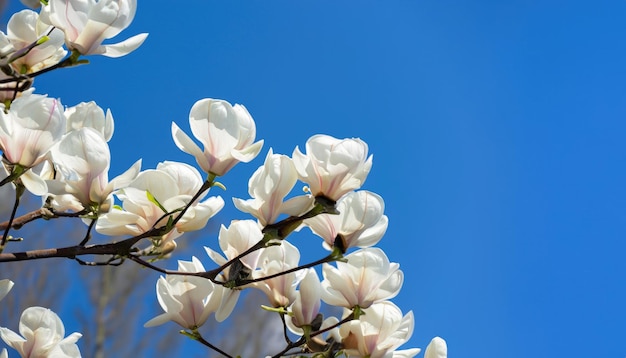 Magnolia in fiore nel giardino con spazio di copia