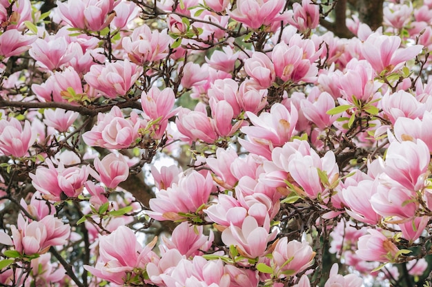 Magnolia in fiore o ciliegio giapponese decorativo con fiori rosa sullo sfondo del giardino