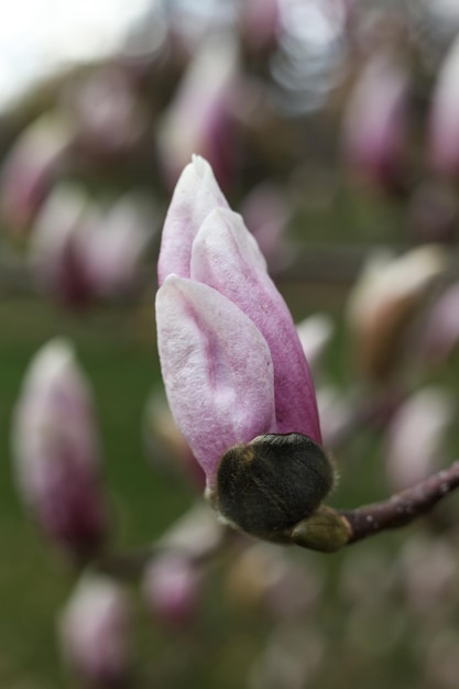 Magnolia in fiore su un albero in primo piano in primavera