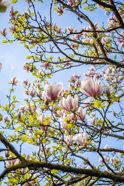 Magnolia in fiore sullo sfondo del cielo all'inizio della primavera fioritura di aprile