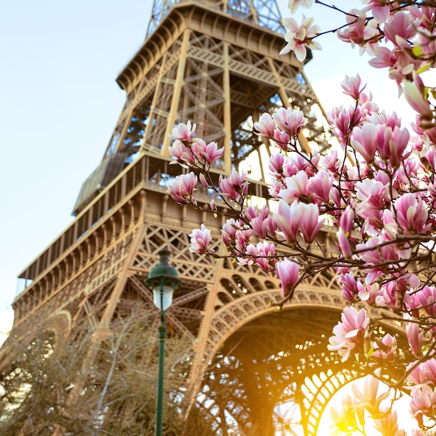 Magnolia in fiore sullo sfondo della Torre Eiffel