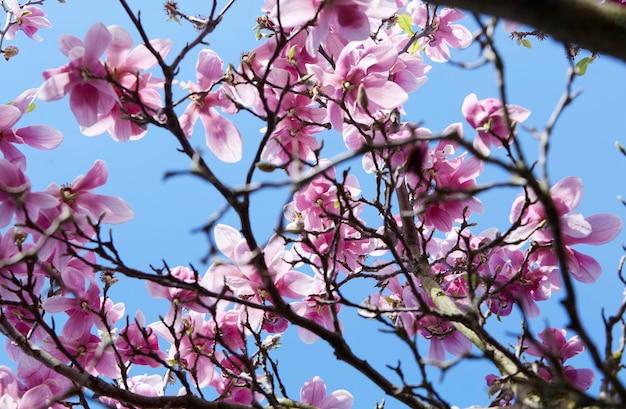 Magnolia rosa e fiori bianchi