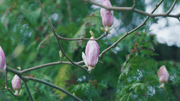 Magnolia rosa in fiore rami magnolia alberi nel giardino botanico primaverile