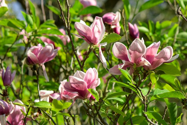 Magnolia rosa (Magnolia liliiflora.) O albero di tulipano.