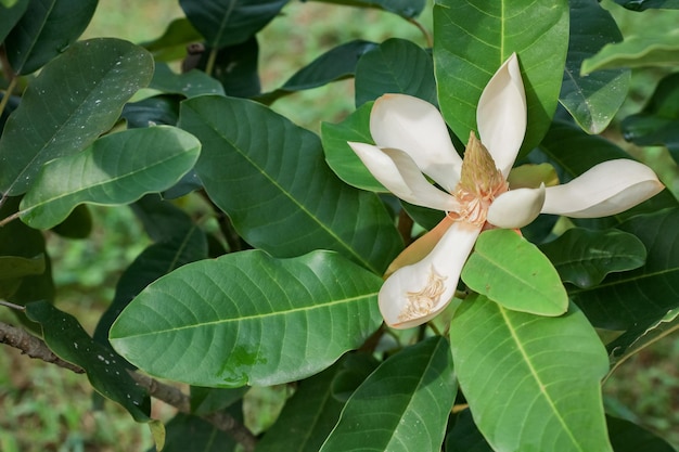 Magnolia sbocciata Inizio della primavera bellissimi fiori