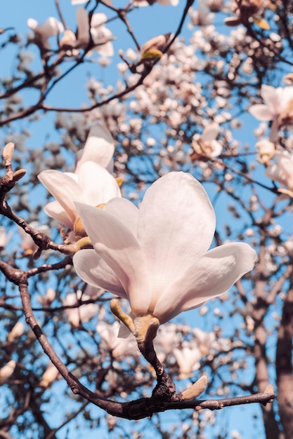 Magnolia soulangeana chiamato anche piattino magnolia fioritura primaverile albero con bellissimi fiori bianchi rosa MarchxA