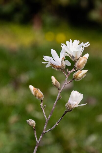 Magnolia stellata o stella magnolia fiori bianchi nel design del giardino