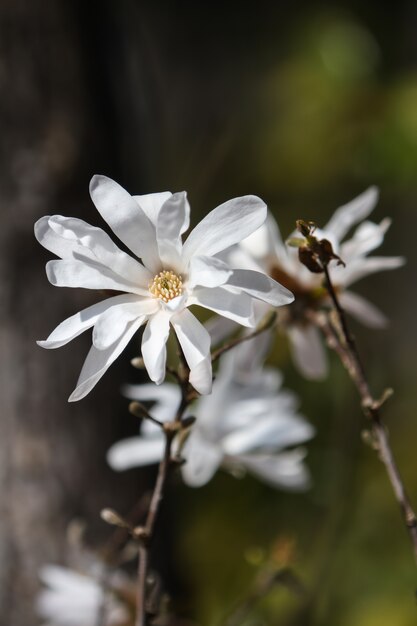 Magnolia stellata