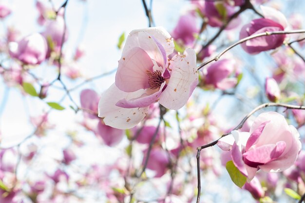 Magnolia trasandata, fiore battuto dalle intemperie