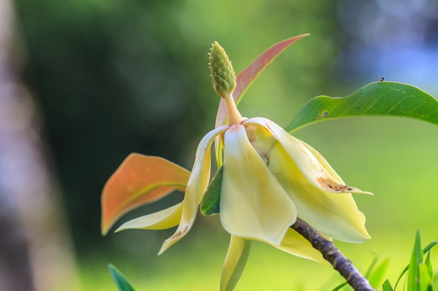 Magnolia utilis fiore