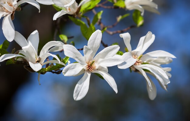 Magnolia