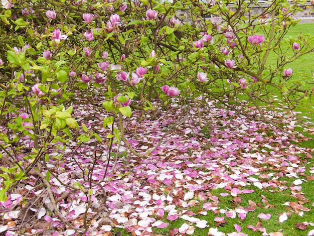Magnoliagarden botanicmeisebelgium
