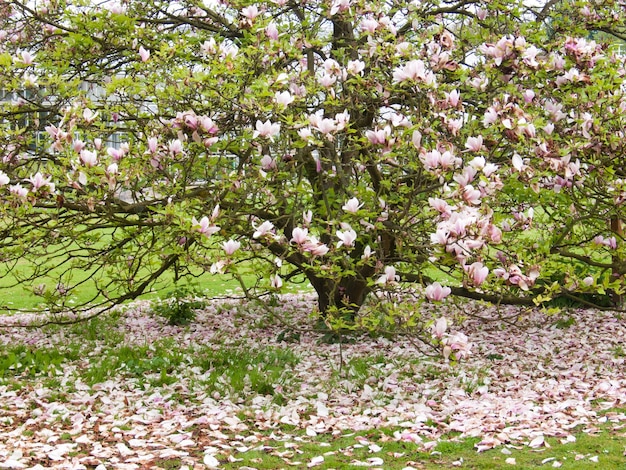 Magnoliagarden botanicmeisebelgium