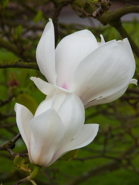 Magnoliagarden botanicmeisebelgium