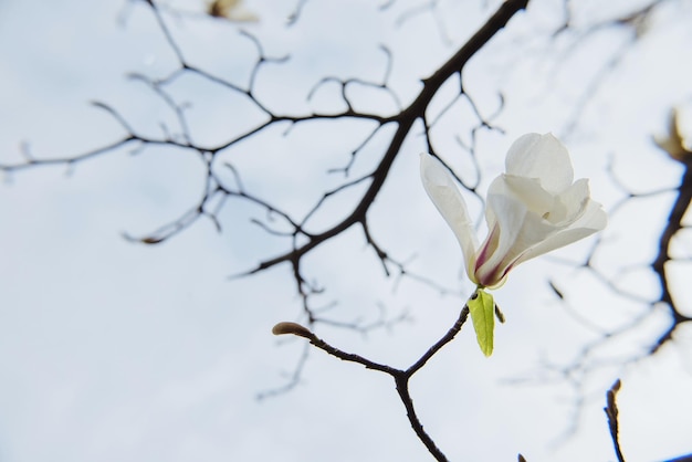 magnolie bianche in fiore in primavera