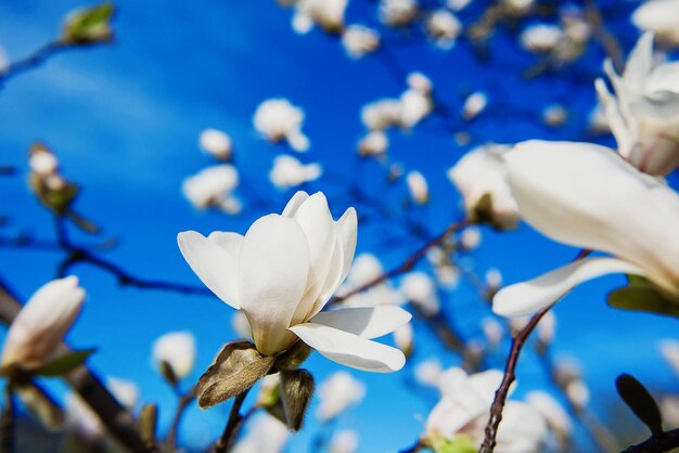 magnolie bianche in fiore su sfondo blu cielo in primavera