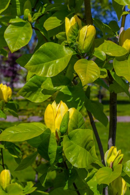 Magnolie gialle in fiore su rami con foglie verdi
