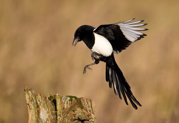 Magpie Pica pica uccello singolo in volo Warwickshire