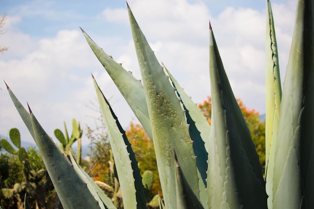 MAGUEY EN NATURALEZA