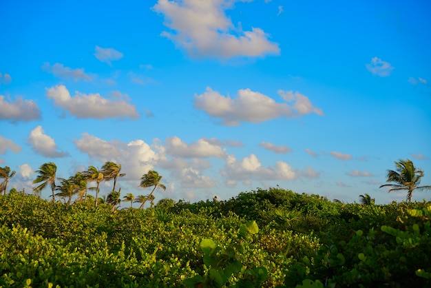 Mahahual Caribbean palm trees jungle