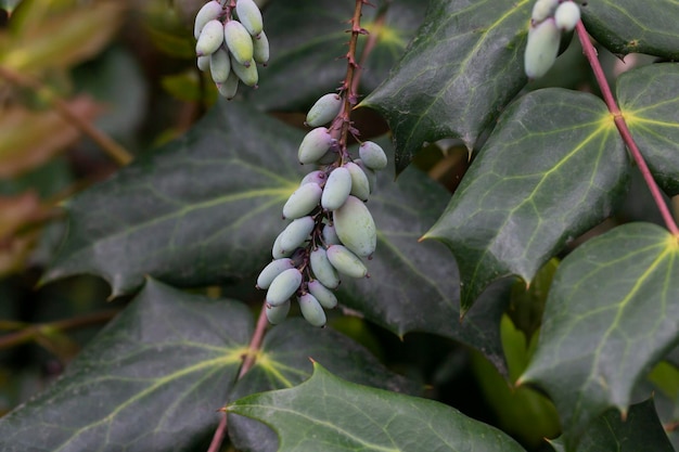 Mahonia aquifolium pianta con frutti blu pianta ornamentale sempreverde
