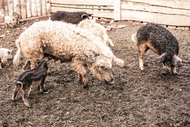 Maiale e maialini sporchi con capelli ricci in una fattoria all'aperto