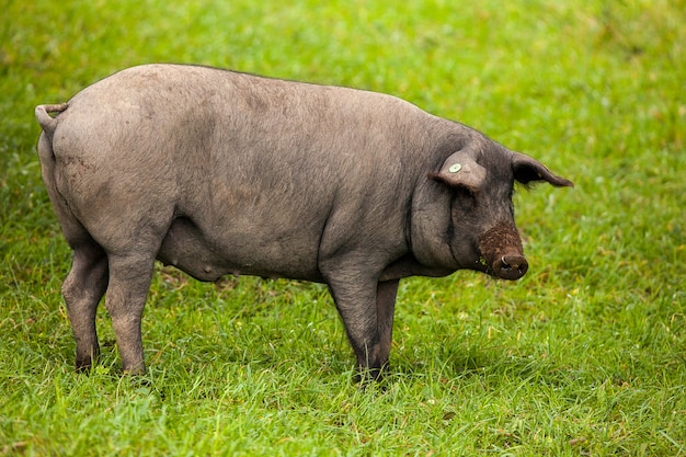 Maiale iberico che pasce nel pascolo