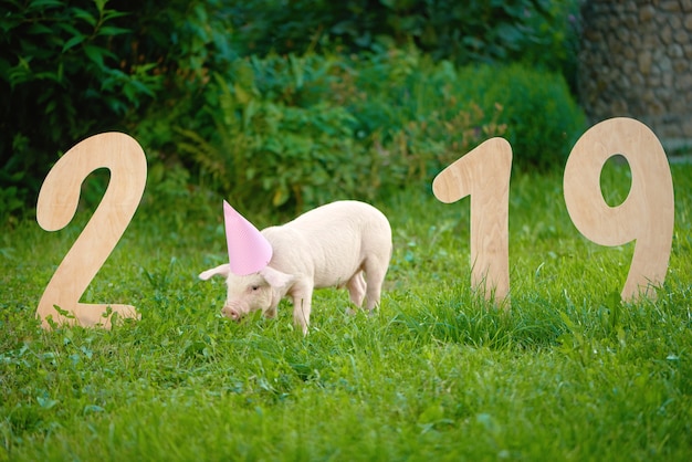 Maiale rosa che mangia erba, numeri di legno vicini stanti di 2019 in giardino.