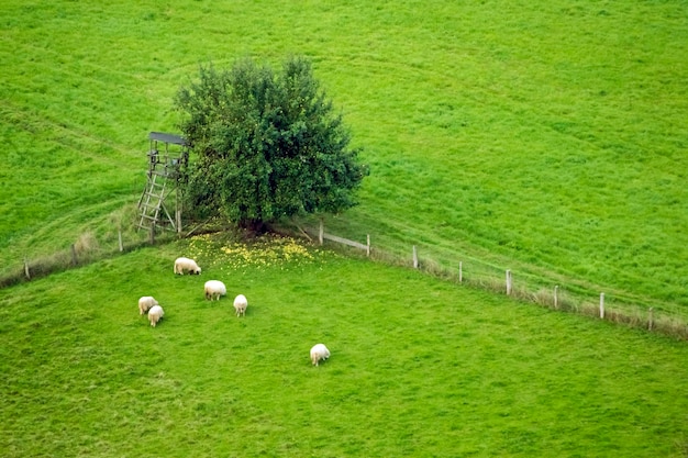 Maiali al pascolo nel prato su uno sfondo di un albero