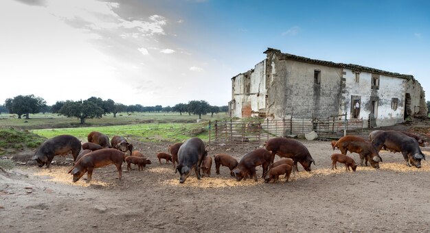 Maiali iberici al pascolo in una fattoria