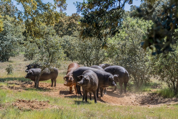 Maiali iberici che mangiano ghiande nel campo di quercia a Salamanca in Spagna