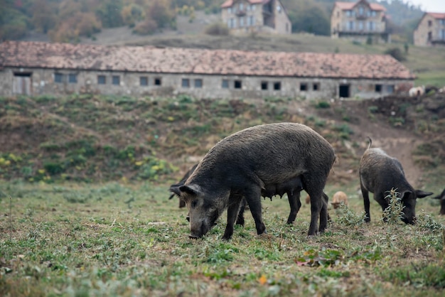 Maiali in natura