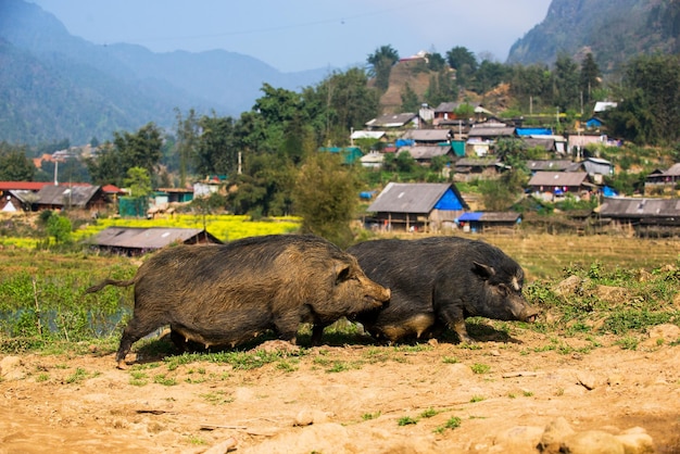 Maiali in un villaggio di alta montagna in Vietnam