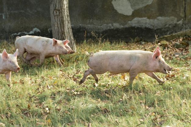 Maiali rosa alla fattoria Suini alla fattoria Industria della carne Allevamento di suini