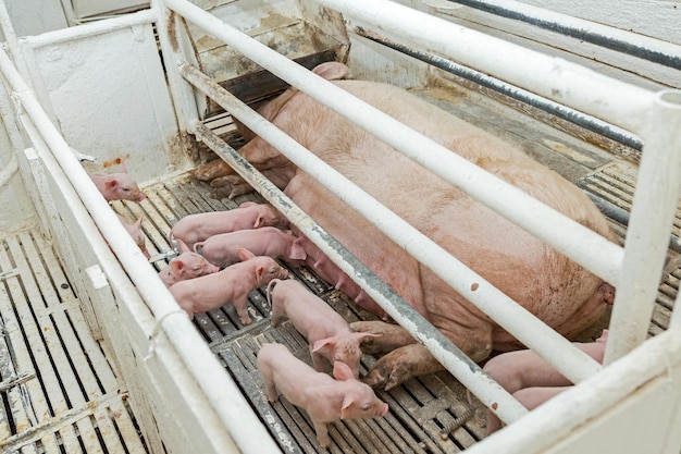 Maiali rosa in azienda Suini in azienda Industria della carne Allevamento di suini per soddisfare la crescente domanda di carne